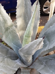 Agave