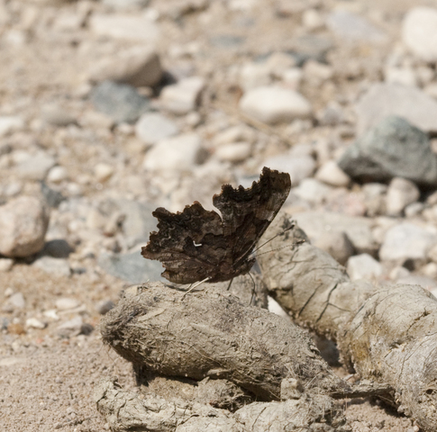 Hoary Comma (Butterflies of Fundy National Park of Canada