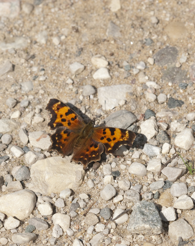Hoary Comma (Butterflies of Fundy National Park of Canada