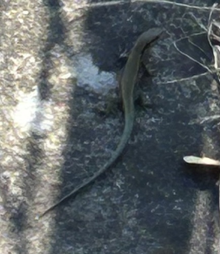 Common Wall Lizard