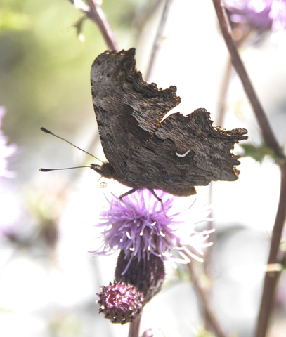 Hoary Comma (Butterflies of Fundy National Park of Canada
