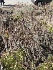 Artemisia pycnocephala