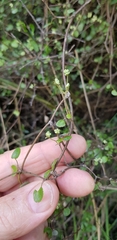 Scandia geniculata