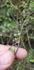 Scandia geniculata