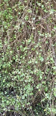 Scandia geniculata