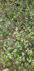 Scandia geniculata