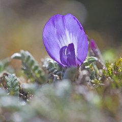 Astragalus peruvianus