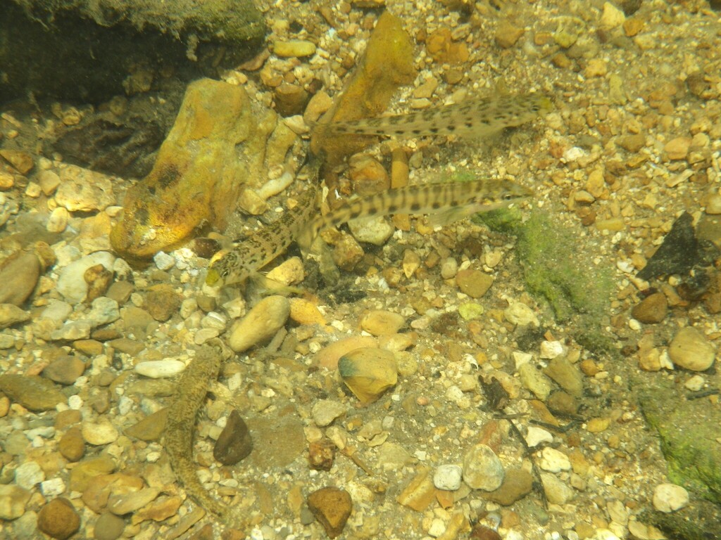 Tennessee logperch