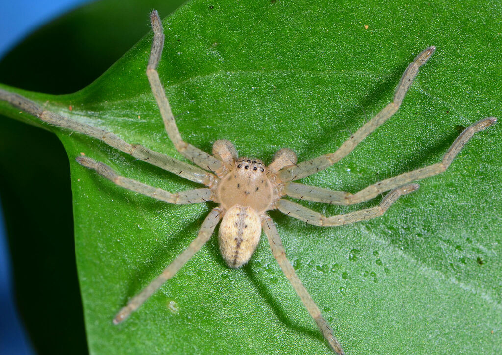Olios fasciculatus