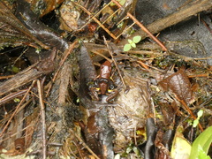 Epipedobates boulengeri