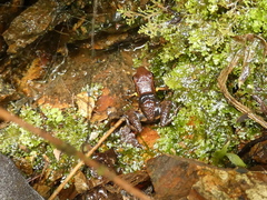 Epipedobates boulengeri