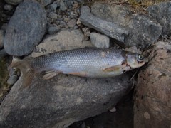 Chondrostoma orientale