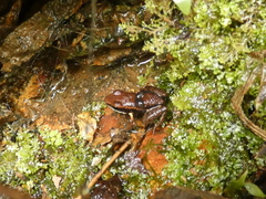 Epipedobates boulengeri