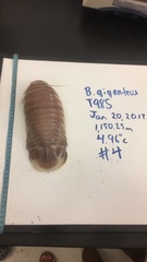 Bathynomus giganteus