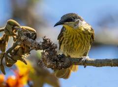 Varied Honeyeater photo 1