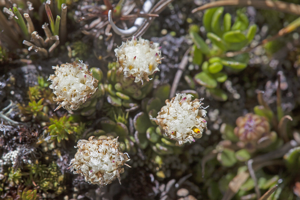 Section Caulopterae
