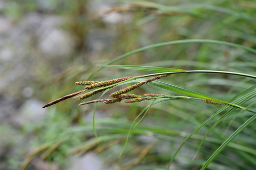Carex heterolepis iNat (3)