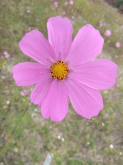 Cosmos bipinnatus