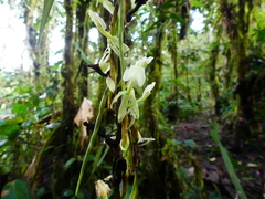 Epidendrum hymenodes