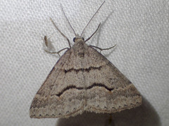 Dichromodes mesogonia