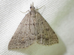 Dichromodes mesogonia