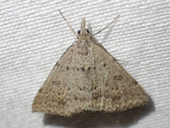 Dichromodes mesogonia