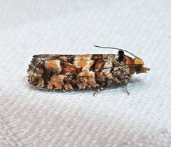 Eucopina tocullionana