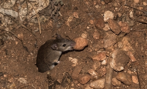 Flat-haired Mouse (Mus platythrix) — Least Concern Mammalia