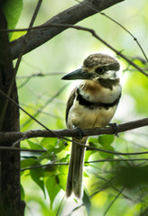 Hypnelus ruficollis