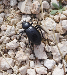 Stenomorpha convexicollis