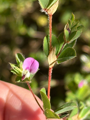 Kummerowia stipulacea iNat (3)