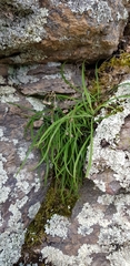 Arthropodium candidum