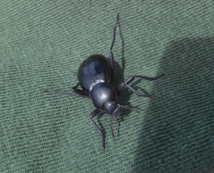 Stenomorpha convexicollis