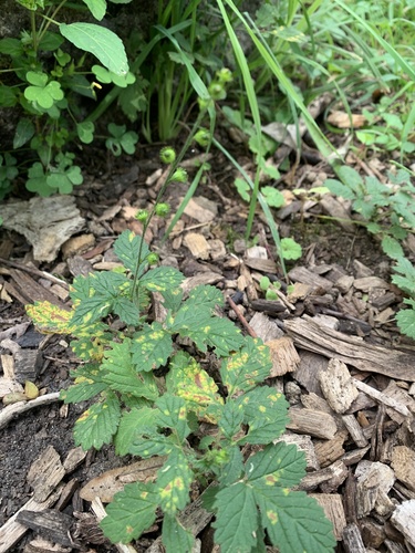 downy agrimony (Agrimonia pubescens)