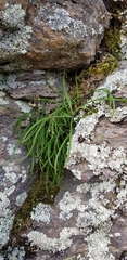 Arthropodium candidum
