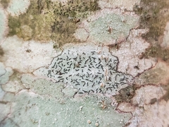 Opegrapha