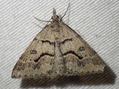 Dichromodes mesogonia