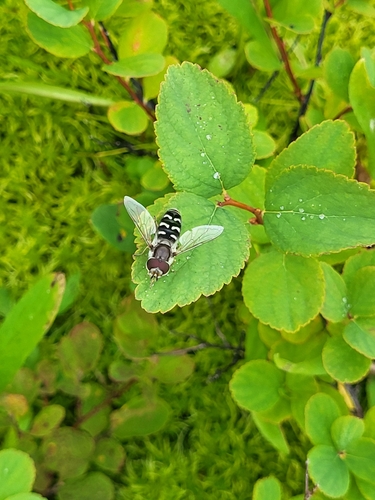 Unknown species found near Deming, WA 98244, USA
