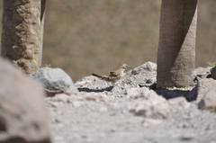 Upucerthia dumetaria