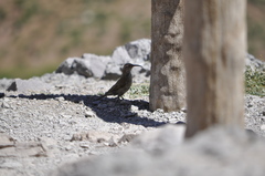 Upucerthia dumetaria