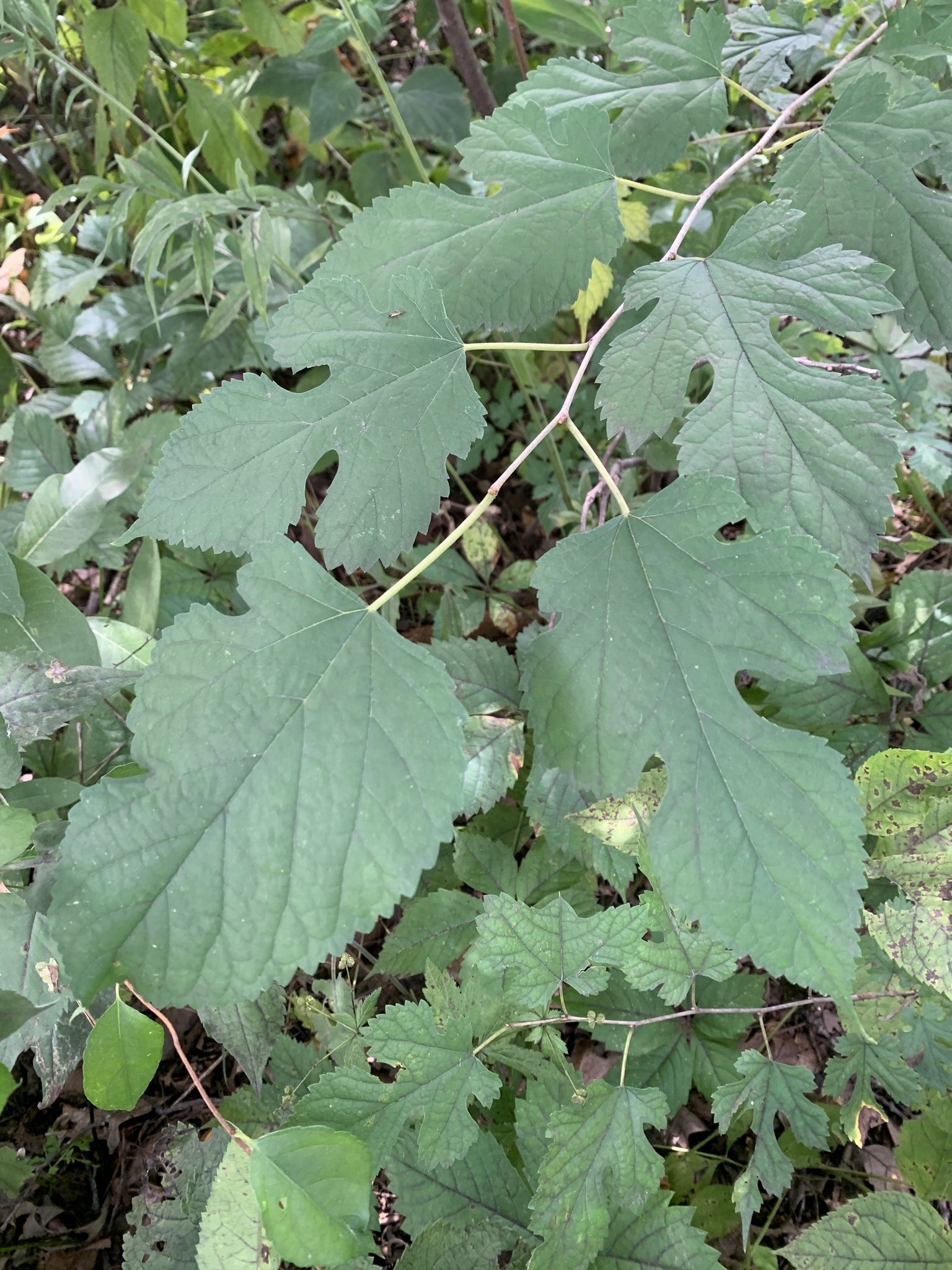 White Mulberry (Morus alba)