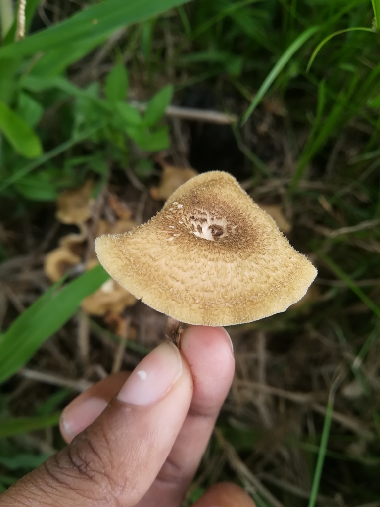 Lentinus crinitus · November 2019 · photo: © sav_s (iNaturalist, cc0)