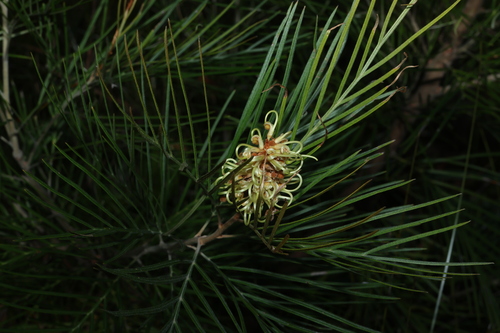 Coochin Hills grevillea (Grevillea hodgei)