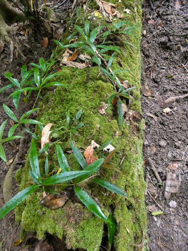 Medinilla balls-headleyi, photograph 1