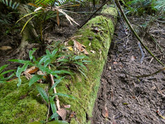 Medinilla balls-headleyi