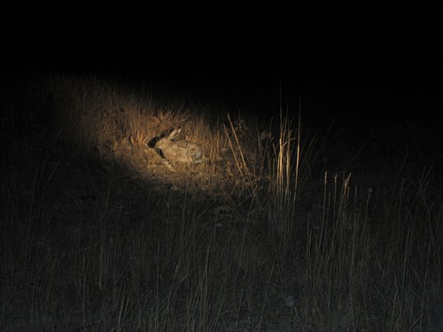 Cape Hare