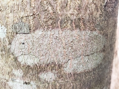 Acanthothecis