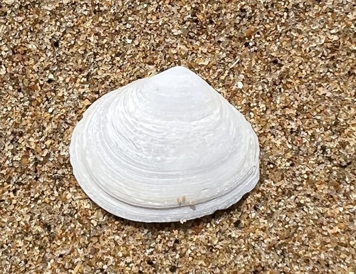 Macoma incongrua, 2025-09-07