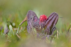 Castilleja pumila