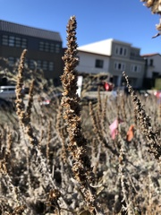 Artemisia pycnocephala